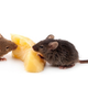 Image for article titled Male Mice Sing Fancy Tunes to Woo the Ladies